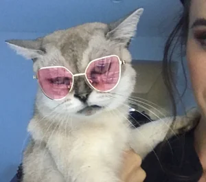 爱猫的小薇